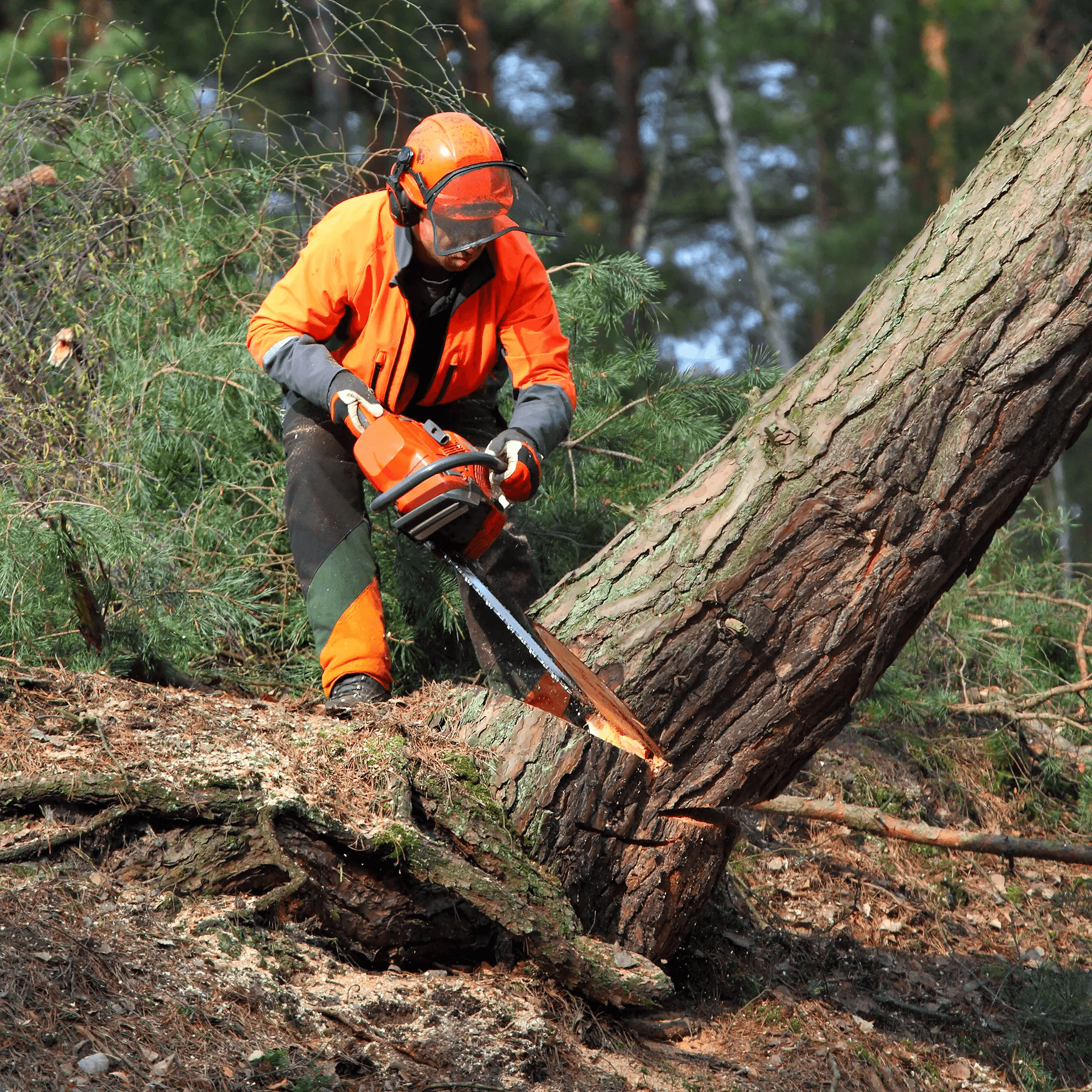 A tree care professional cutting a fallen tree with a chainsaw