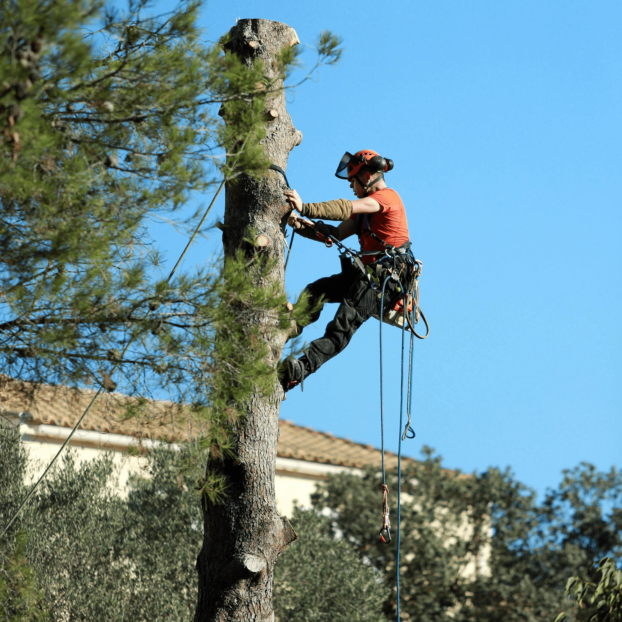 A contract climber ascending a tree with rope and rigging