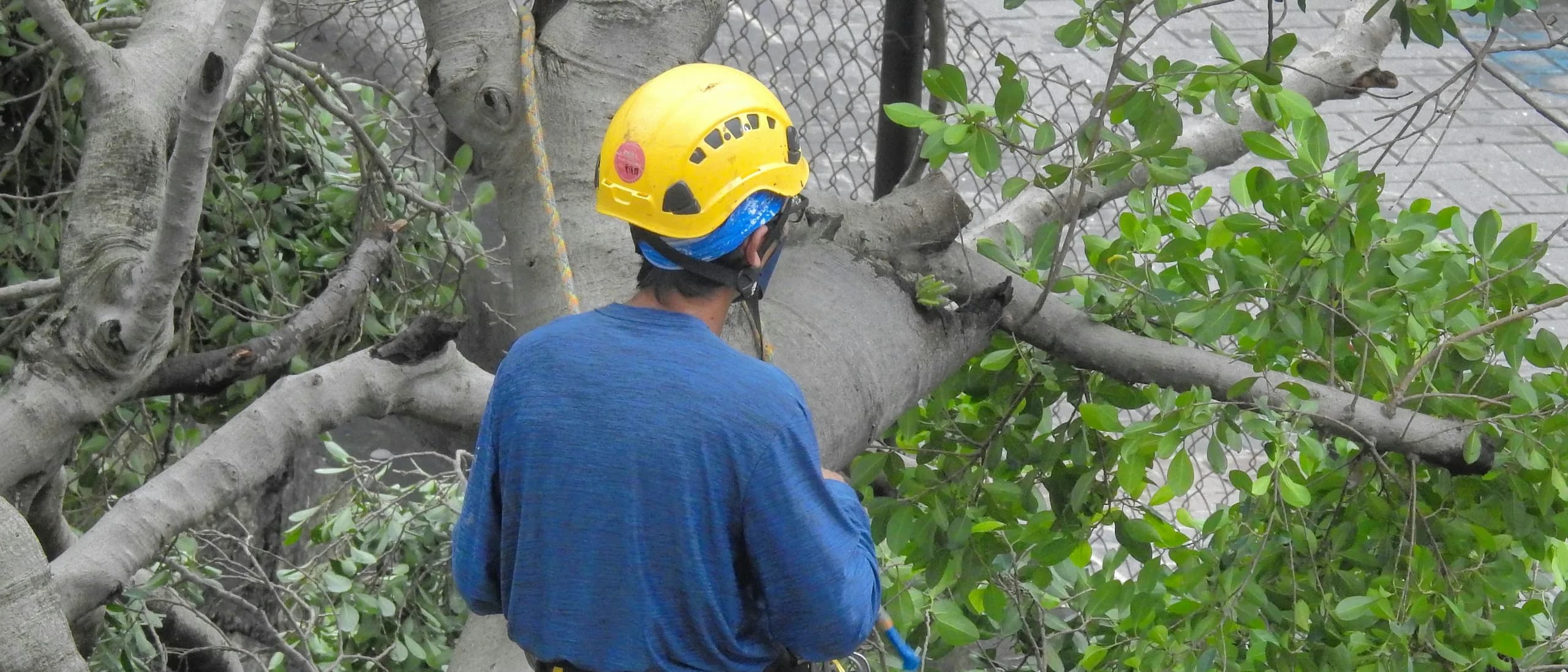 Climber with Ground Support — tree care professionals at work