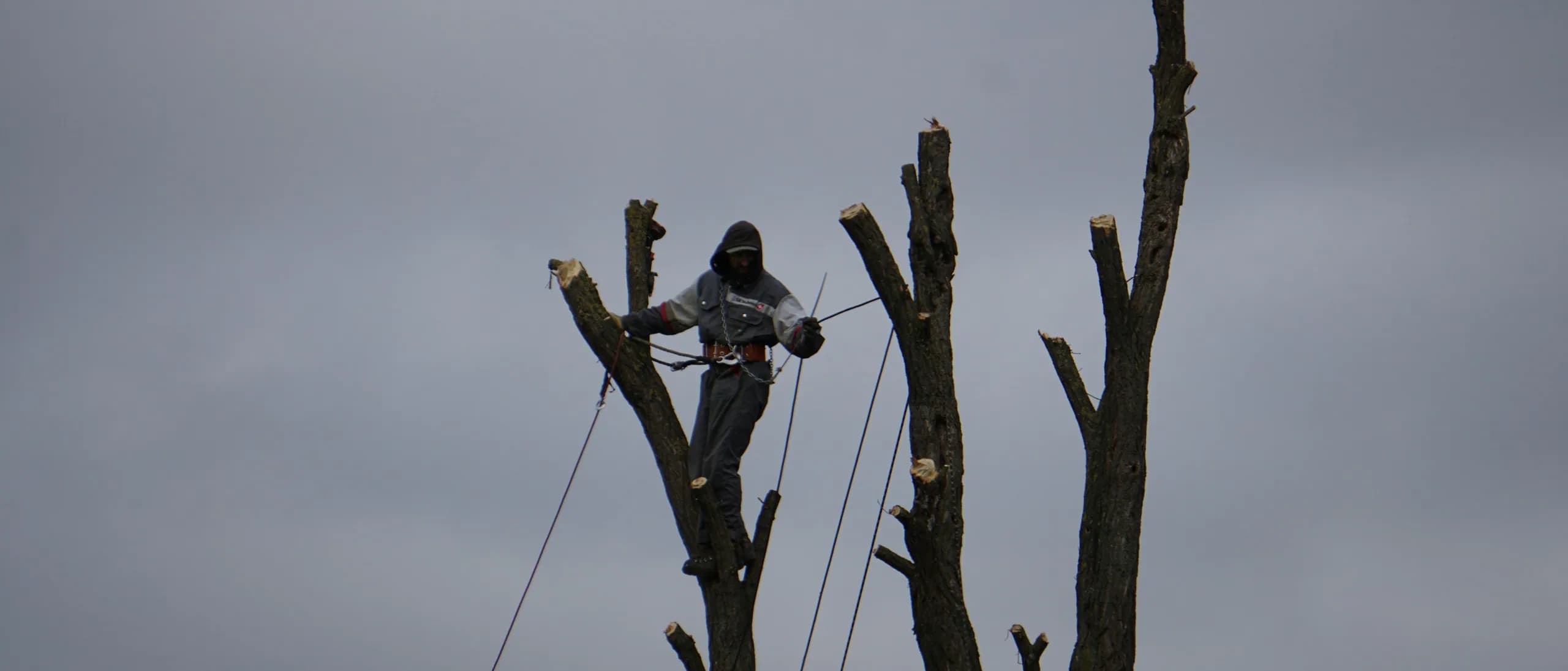 Contract Climber — tree care professionals at work