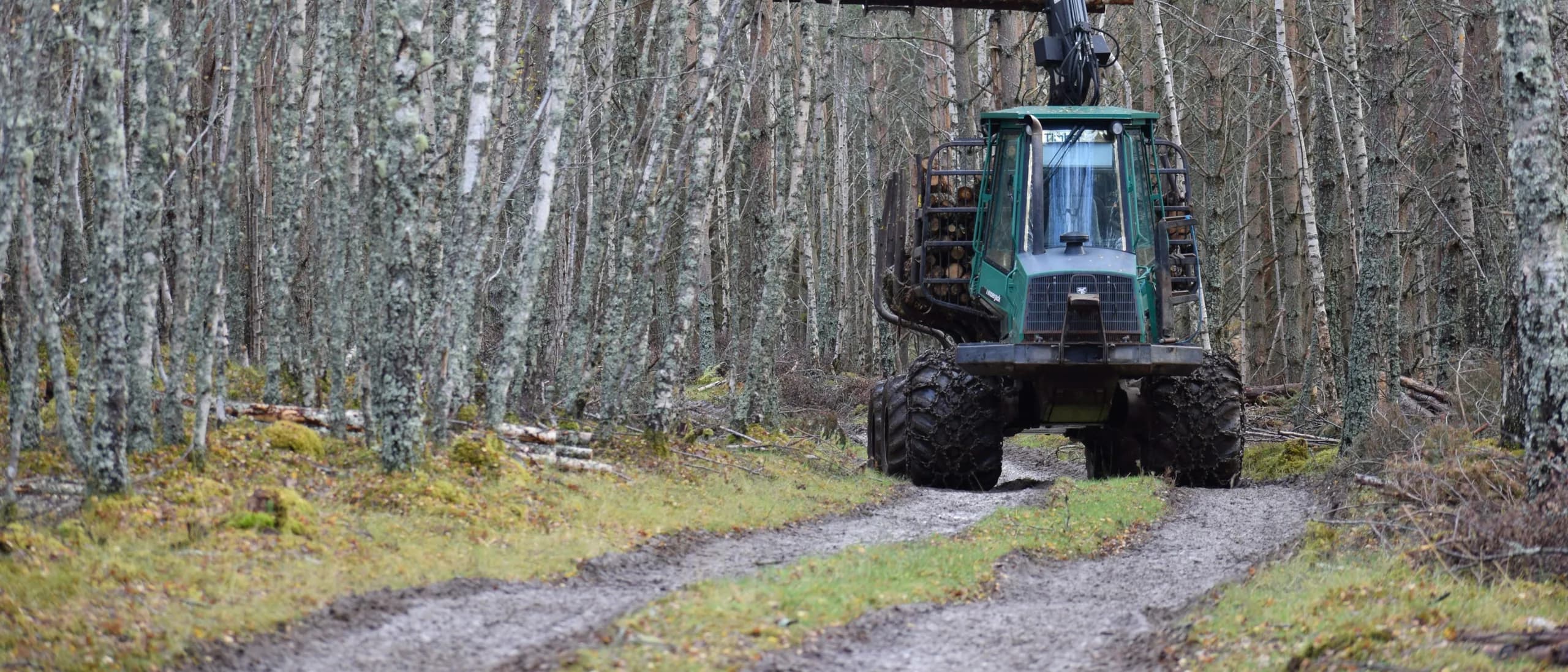 Land Clearing / Forestry Mulching — tree care professionals at work