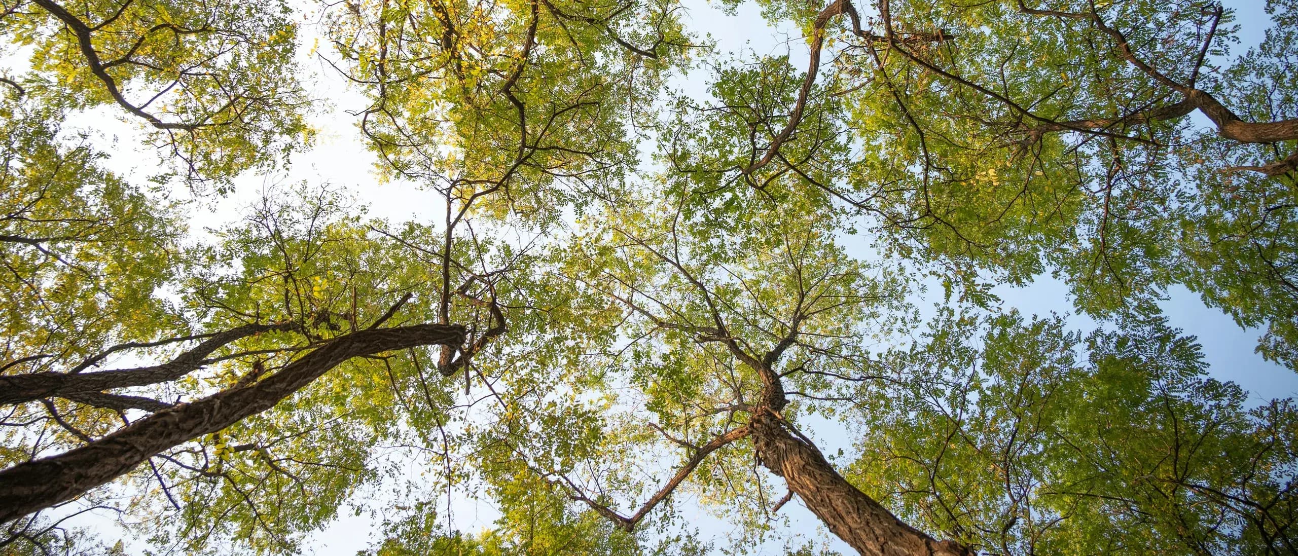 Plant Health Care Specialist — tree care professionals at work