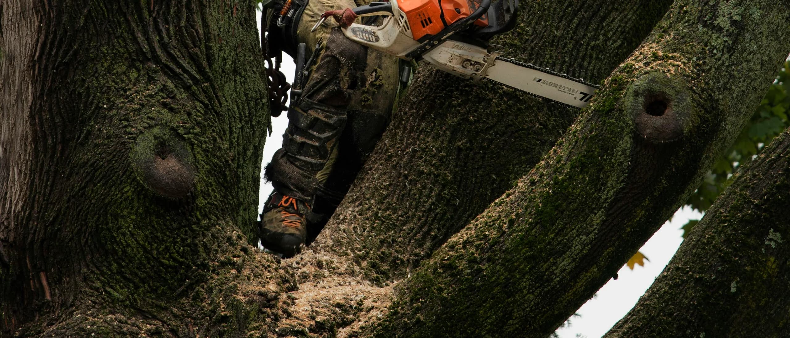Safety, Aerial Rescue and Climbing Trainer — tree care professionals at work