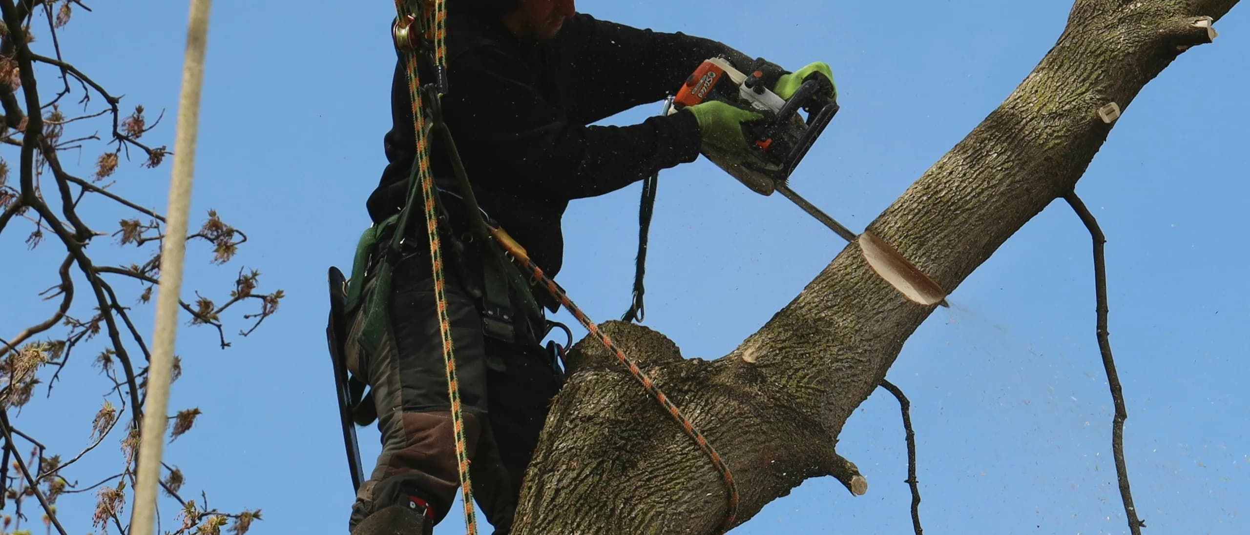 Tree Pruning Specialist — tree care professionals at work