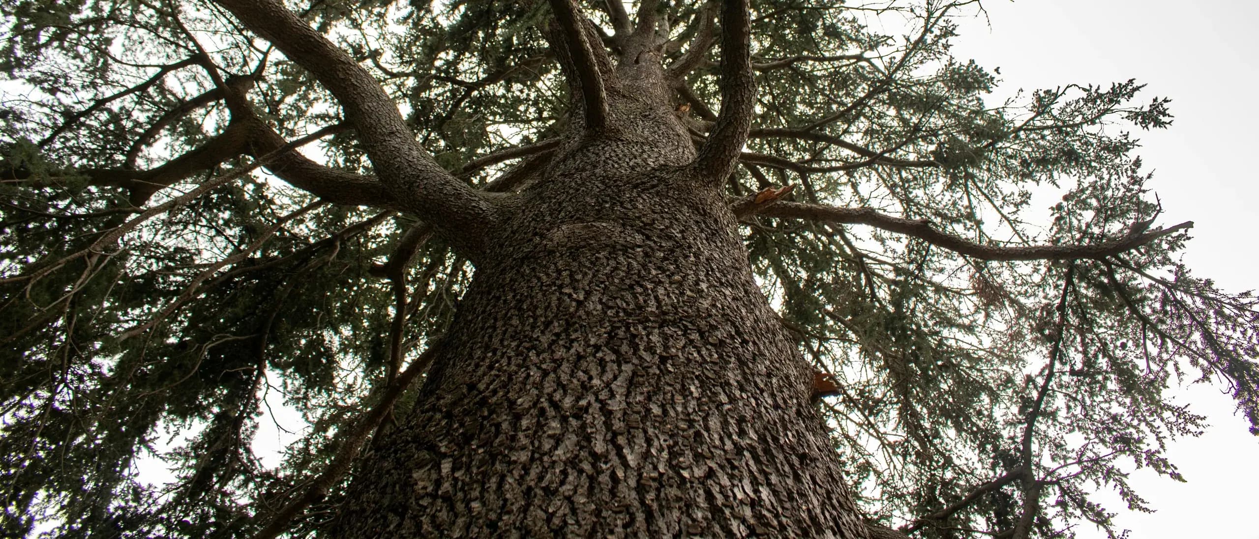 Tree Spade with Operator — tree care professionals at work