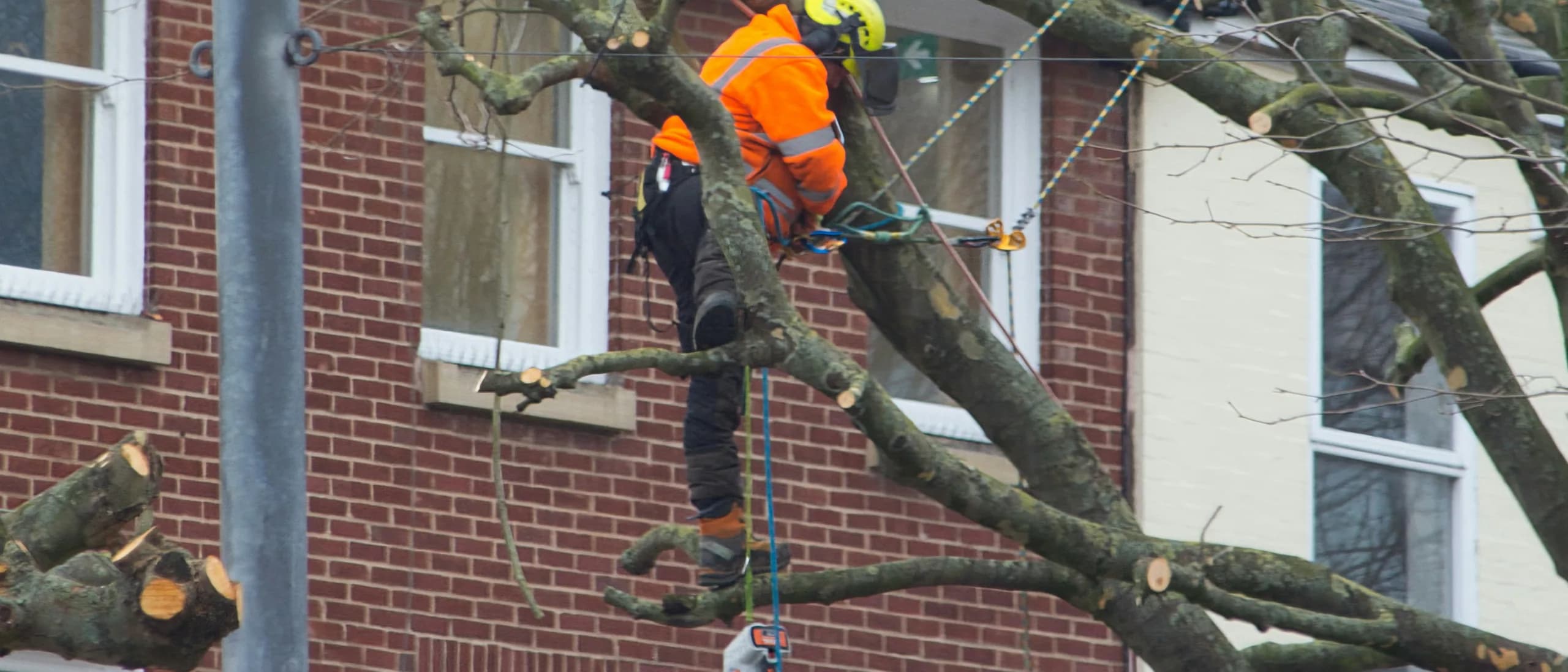 Utility / Line-Clearance Arborist — tree care professionals at work