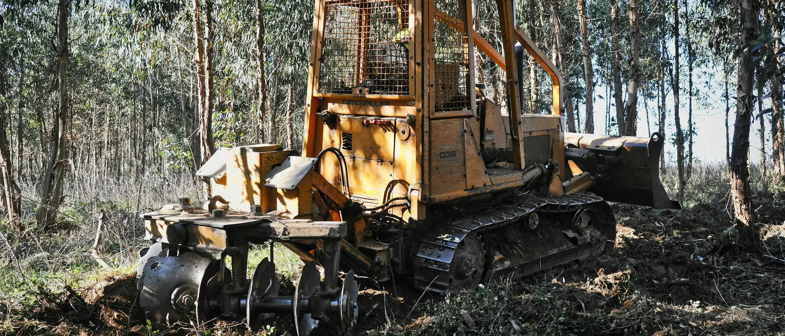 Vegetation Management / Right-of-Way — tree care professionals at work