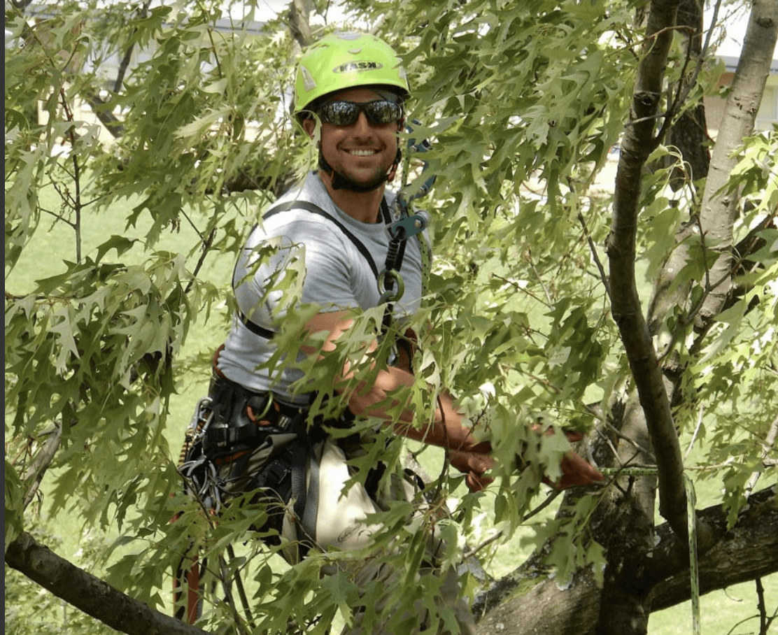 A Treelign contract climber working in a tree