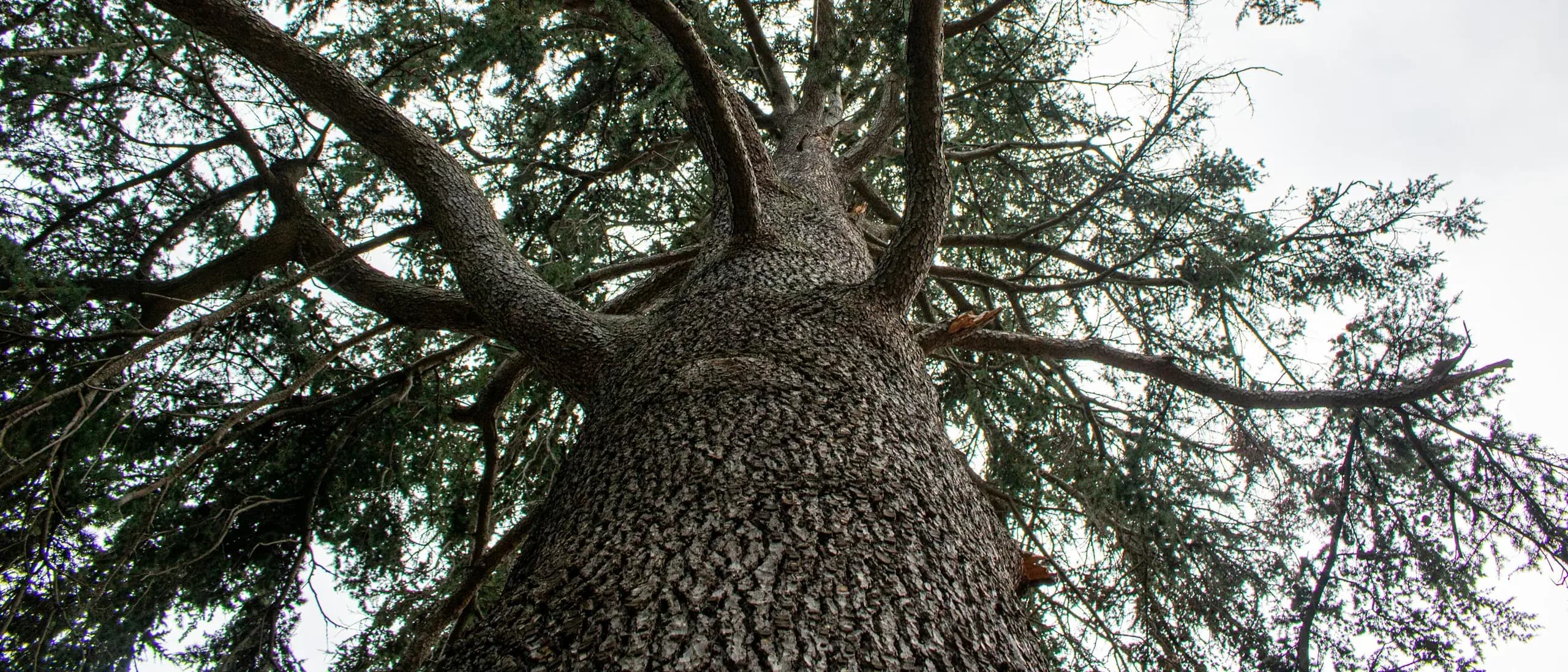 Consulting Arborist — tree care professionals at work