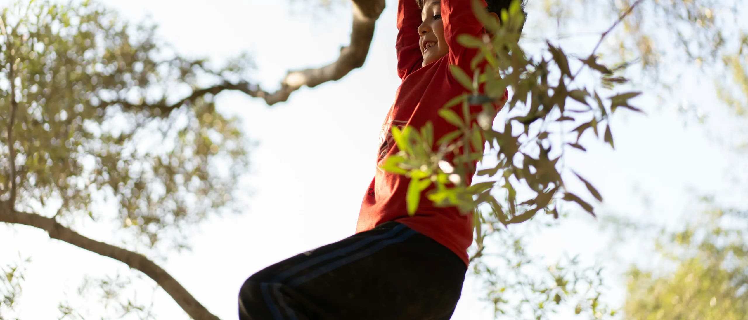 Rec Climb/Training — tree care professionals at work