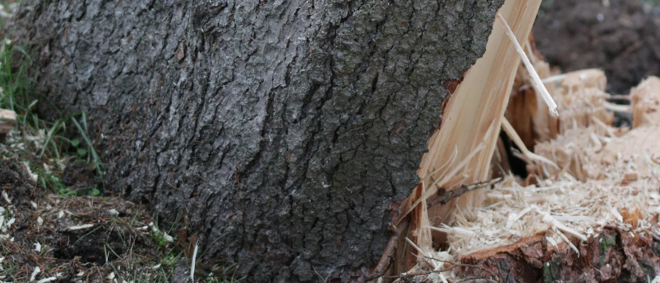 Stump Grinder with Operator — tree care professionals at work