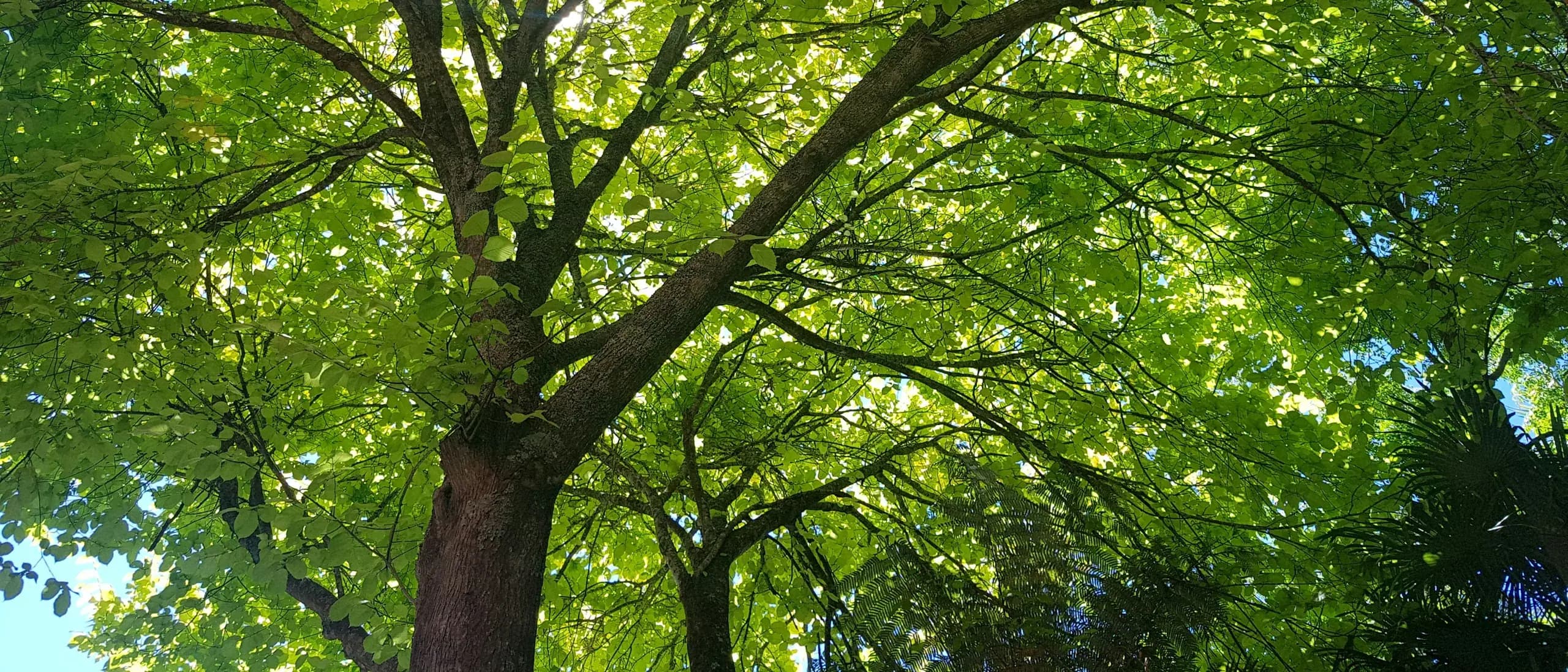 Tree Planting / Transplanting — tree care professionals at work